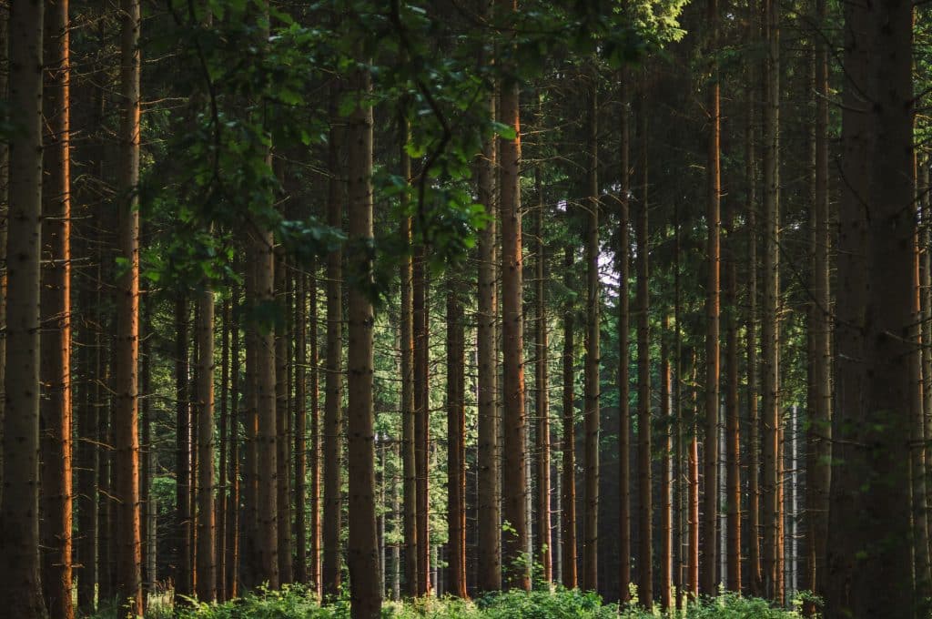 Greenwashing : les techniques de communication à décrypter